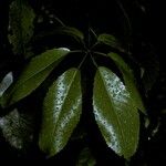 Schefflera digitata Hoja
