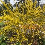 Forsythia viridissima Floro