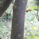 Cordia martinicensis Lubje