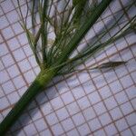 Agrostis gigantea Flower