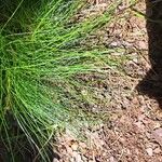 Festuca heterophylla ഇല