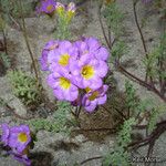 Phacelia bicolor आदत