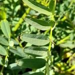 Galega officinalis Leaf