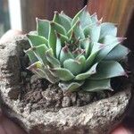 Sempervivum calcareum Leaf