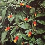 Manettia paraguariensis Habit