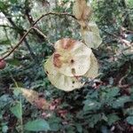 Pterocarpus soyauxii Gyümölcs