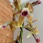 Phaius tankervilleaeFlower