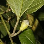 Cionosicys guabubu