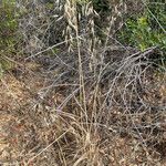 Avena sterilis Plante entière