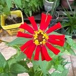 Zinnia peruviana Цветок