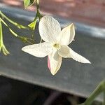 Jasminum grandiflorum Flower