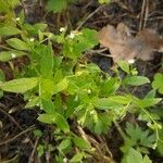 Myosotis sparsiflora Hoja