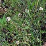 Lepidium graminifolium Leaf