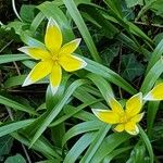 Tulipa sylvestris 葉