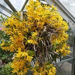 Dendrobium unicum Hábito