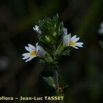 Euphrasia micrantha Flor