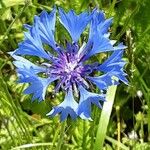 Centaurea cyanus Flor