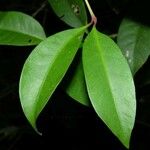 Ixora nicaraguensis Leaf