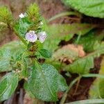 Rostellularia procumbens Цвят