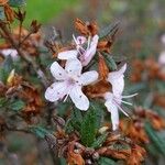 Rhododendron pubescens Flor