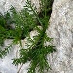 Achillea atrata Blad