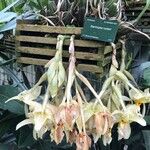 Stanhopea ruckeri