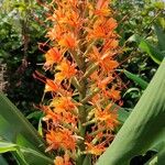 Hedychium coccineum Blüte