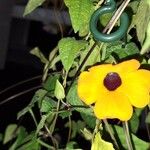 Thunbergia alataΛουλούδι