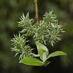 Salix hastata Leaf