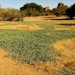 Glinus lotoides Habit