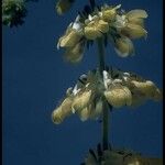 Collinsia tinctoria Virág