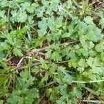 Ranunculus repens Leaf