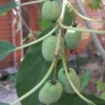 Actinidia arguta Frukt