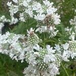 Pycnanthemum verticillatum Blüte