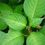 Impatiens flaccida Leaf