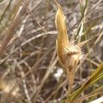 Lygeum spartum Fruit