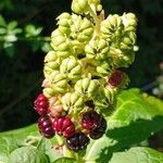 Phytolacca acinosa Fruit