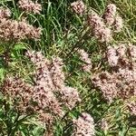 Eupatorium cannabinumKvět