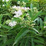 Sambucus nigraFlor