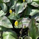Erythronium tuolumnense Flor