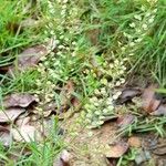 Lepidium virginicum Habit