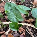 Arum maculatum Frunză