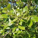 Quercus ithaburensis 葉