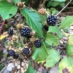 Rubus argutus Gyümölcs