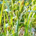 Carex pallescens Kvet
