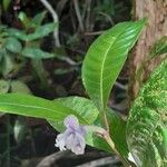 Psychotria urbaniana Flower