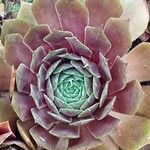 Sempervivum tectorum Leaf