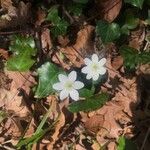 Anemone hepaticaFlower