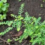 Phyllanthus amarus Celota