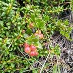 Vaccinium vitis-idaea 果實